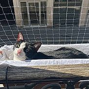 Shadow participe au concours pour gagner de l'argent avec cette photo : animal, balcony, bed, black_and_white, cat, closeup, cozy, daylight, fabric, feline, netting, outdoor, pet, quiet, relaxed, resting, street, sunlight, urban, window