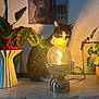 Shadow participe au concours pour gagner de l'argent avec cette photo : ambient_light, animal, black_and_white_cat, cat, cozy, curious, decor, green_leaves, home, indoor, lamp, light_bulb, marble_surface, modern_lamp, plant, potted_plant, reflection, shadow, still_life, tabletop