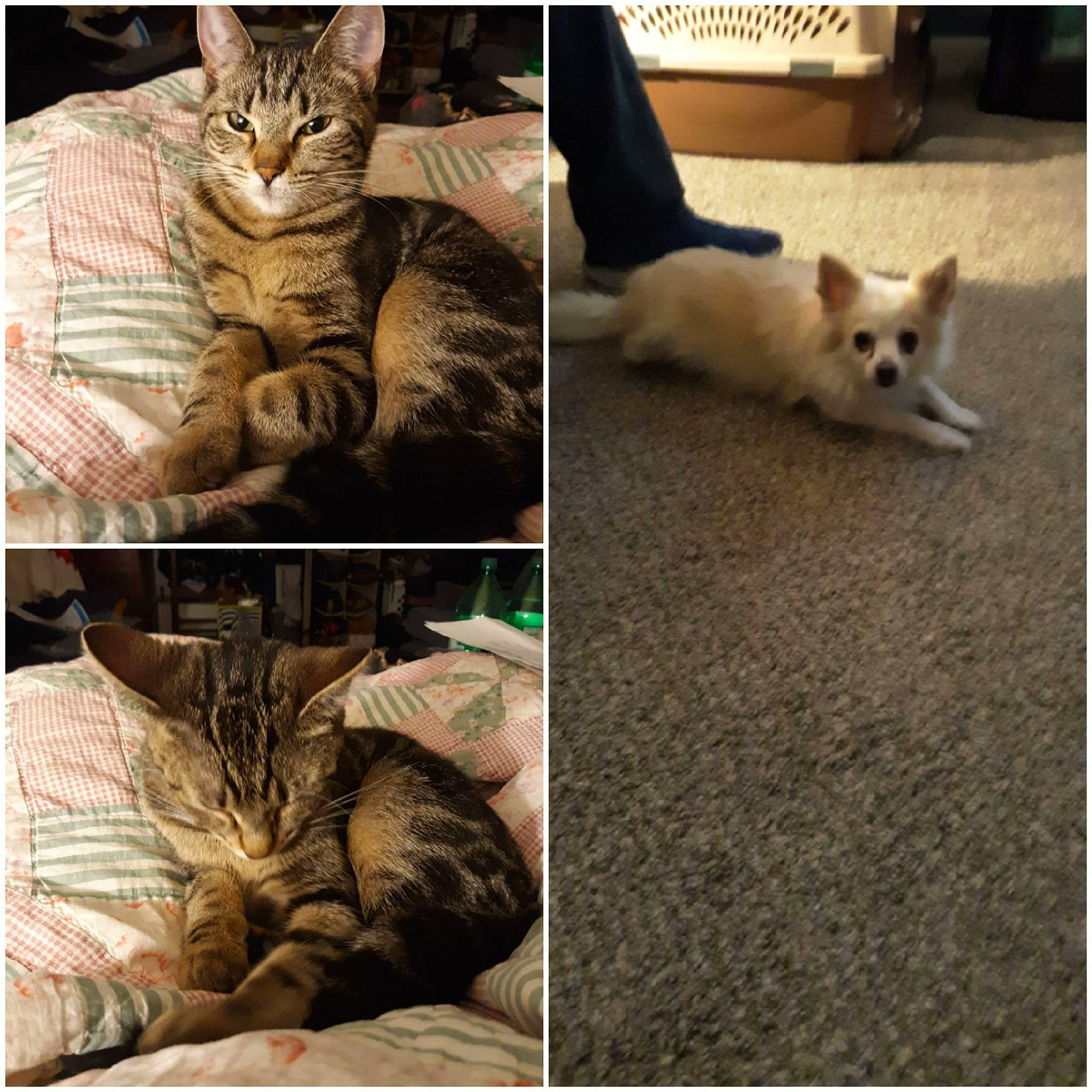 Ashes joined the competition — help win amazing prizes! asian, carnivore, cat, domestic_short_haired_cat, ear, european_shorthair, felidae, fur, human, kitten, nose, photo_caption, small_to_medium_sized_cats, snapshot, square, turkish_van, whiskers