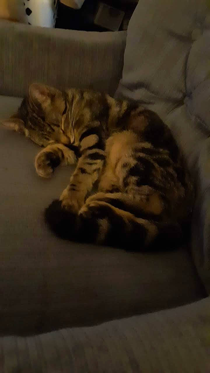 Ashes is registered to the contest to win money with this photo: american_shorthair, bed_sheet, bengal, carnivore, cat, domestic_short_haired_cat, dragon_li, european_shorthair, felidae, fur, kitten, nap, ocicat, paw, pixie_bob, sleep, small_to_medium_sized_cats, tabby_cat, textile, whiskers