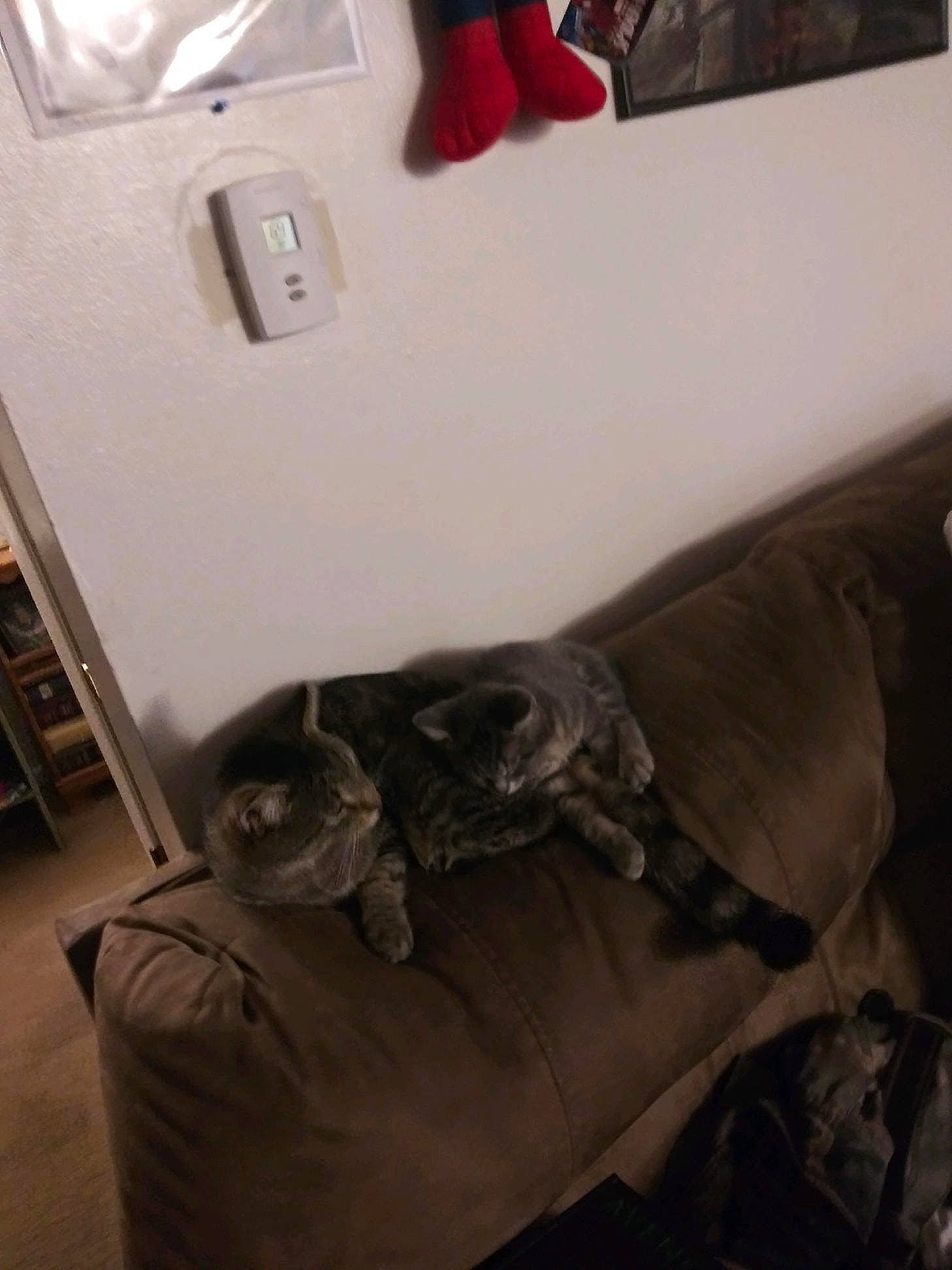 Bucky is registered to the contest to win money with this photo: bed, comfort, couch, furniture, house, linens, room, shoe