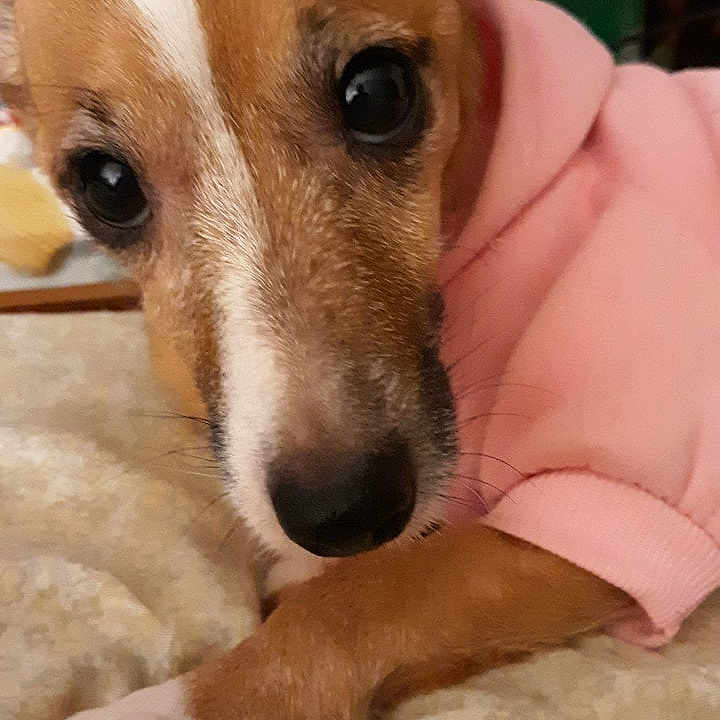 Daisy Maye Eder