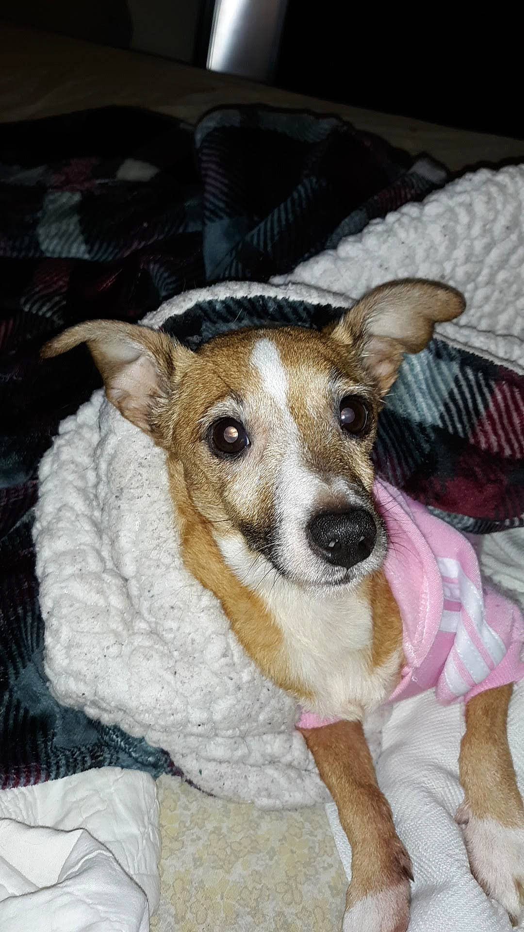 Daisy Maye Eder joined the competition — help win amazing prizes! canidae, carnivore, companion_dog, dog, dog_breed, fawn, feist, fox_terrier, mammal, miniature_fox_terrier, rare_breed_dog, rat_terrier, russell_terrier, smooth_fox_terrier, snout, teddy_roosevelt_terrier, tenterfield_terrier, vertebrate, whiskers