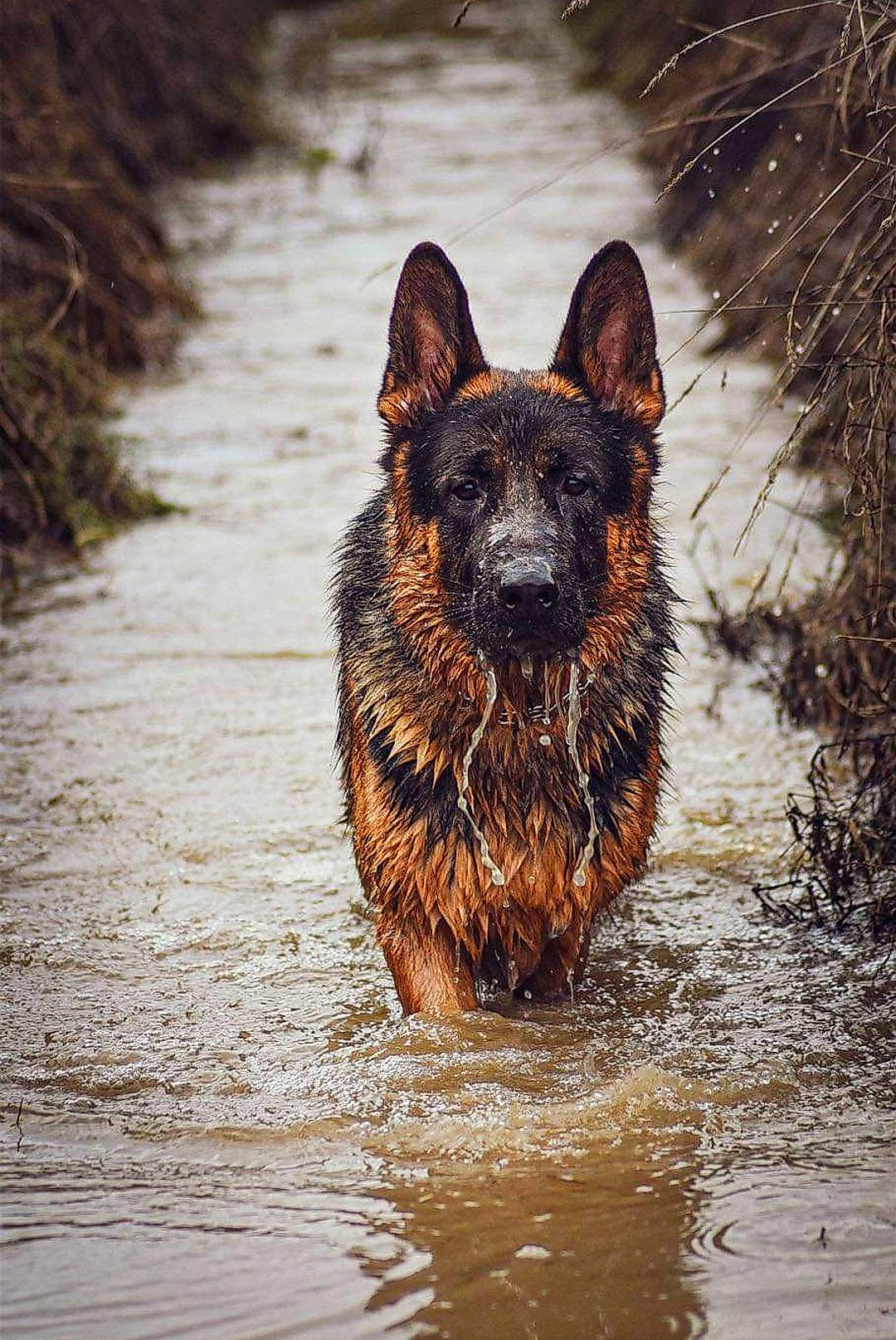 Raiko participe au concours pour gagner de l'argent avec cette photo : canidae, carnivore, dog, dog_breed, east_european_shepherd, fawn, german_shepherd_dog, guard_dog, herding_dog, lake, old_german_shepherd_dog, reflection, snout, sporting_group, terrestrial_animal, water, wildlife, wood, working_animal, working_dog