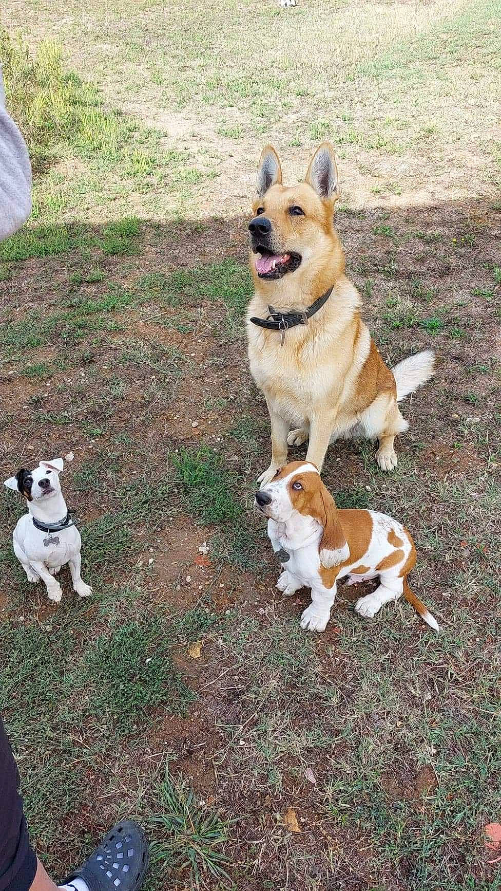 Loch-ness a rejoint le concours — aidez-le/la à gagner de superbes lots ! ancient_dog_breeds, canidae, cardigan_welsh_corgi, carnivore, collar, companion_dog, dog, dog_breed, dog_collar, fawn, grass, herding_dog, hound, leash, snout, sporting_group, tail, toy, working_animal, working_dog