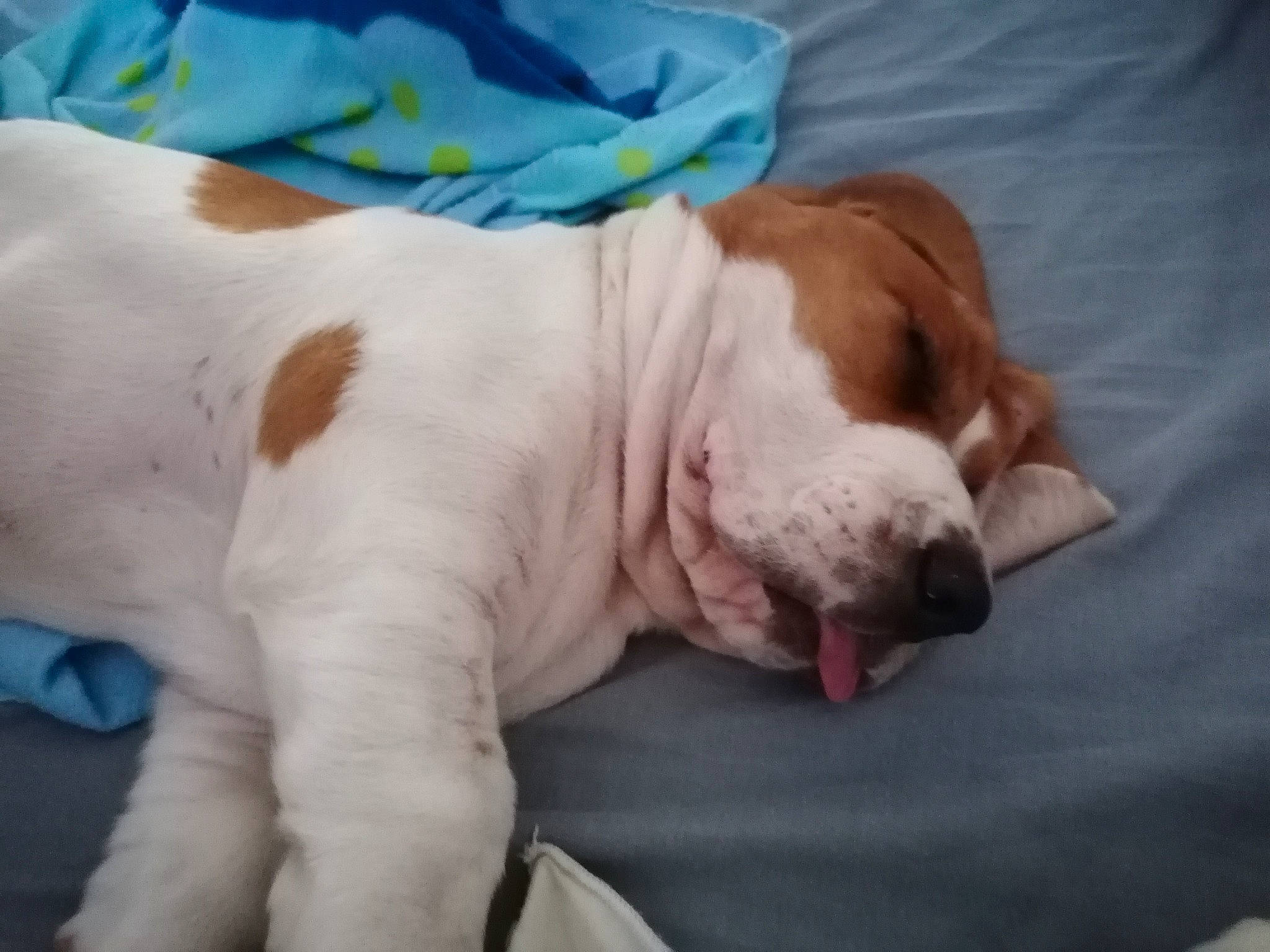 Raymond a rejoint le concours — aidez-le/la à gagner de superbes lots ! bored, carnivore, collar, comfort, companion_dog, dog, dog_breed, dog_supply, fawn, fur, great_dane, liver, paw, snout, sporting_group, tail, terrestrial_animal, whiskers, working_animal, wrinkle