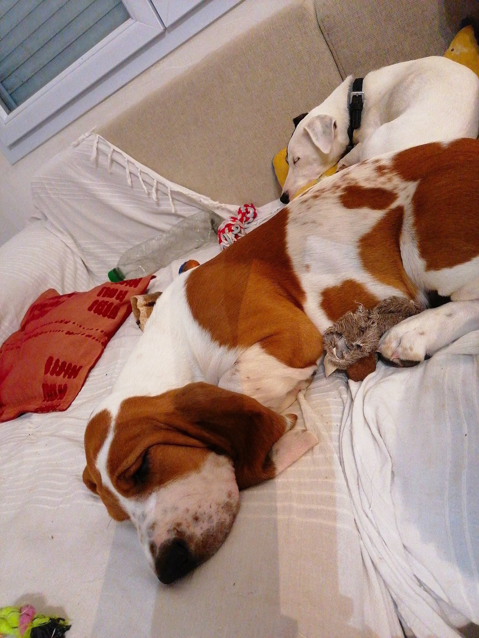 Raymond participe au concours pour gagner de l'argent avec cette photo : bed_sheet, bedding, canidae, carnivore, collar, comfort, companion_dog, dog, dog_breed, dog_supply, fawn, fur, linens, liver, snout, sporting_group, tail, terrestrial_animal, whiskers, working_animal