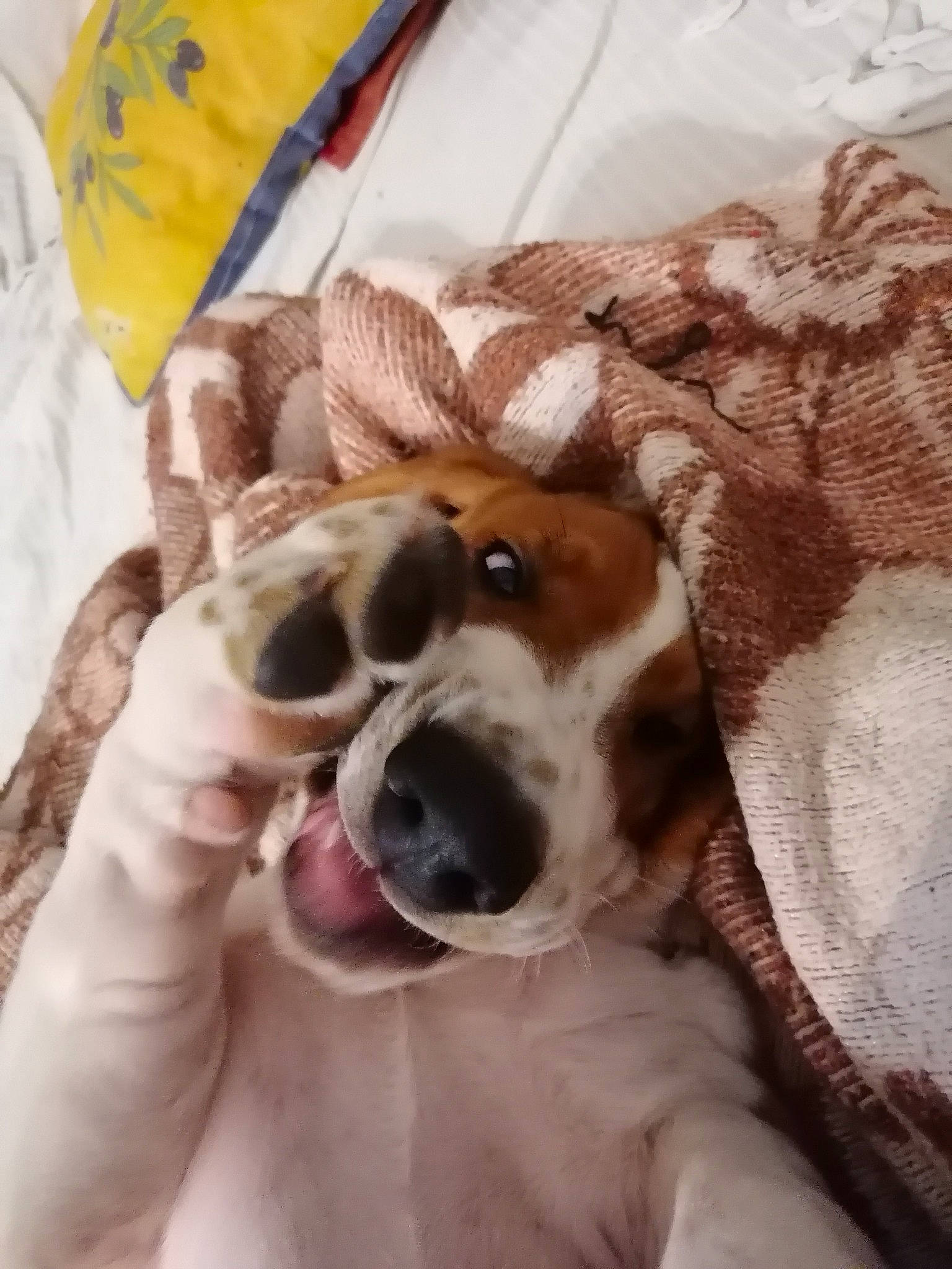 Raymond a rejoint le concours — aidez-le/la à gagner de superbes lots ! canidae, carnivore, comfort, companion_dog, dog, dog_breed, dog_collar, dog_supply, eyewear, fawn, fur, goggles, linens, snout, sporting_group, sunglasses, textile, toy, whiskers, working_animal