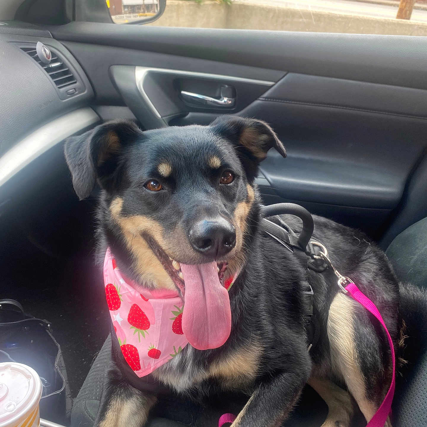 Sugar is registered to the contest to win money with this photo: accessories, animal, architecture, belt, can, canine, car, car_interior, carseat, cushion, dog, homedecor, hound, husky, pet, puppy, sunglasses, tin, transportation, vehicle