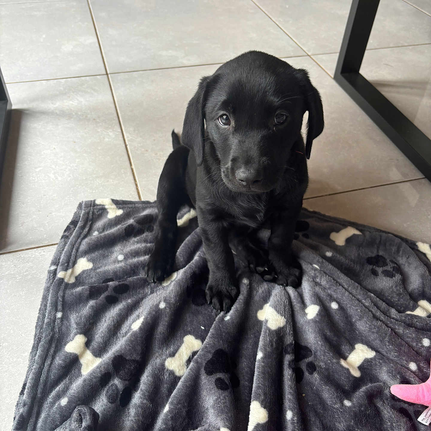 Lola is registered to the contest to win money with this photo: animal, blanket, bulldog, canine, cockerspaniel, dog, furniture, homedecor, hound, labradorretriever, laundry, linen, pet, puppy, quilt, slate, towel, wood