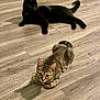 black_cat, tabby_cat, cat, pets, indoor, wooden_floor, animal, feline, laying_down, relaxed, curious, collar, whiskers, ears, tail, domestic_animal, cute, mammal, two_animals, flooring