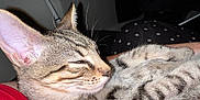 Niko Baez joined the competition — help win amazing prizes! cat, tabby, sleeping, whiskers, closeup, feline, pet, indoor, fur, striped, relaxed, cozy, resting, mammal, animal, cute, domestic, soft, comfort, blanket