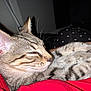 cat, tabby, sleeping, whiskers, closeup, feline, pet, indoor, fur, striped, relaxed, cozy, resting, mammal, animal, cute, domestic, soft, comfort, blanket