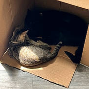 Niko Baez joined the competition — help win amazing prizes! cat, tabby_cat, black_cat, cardboard_box, sunlight, shadow, floor, indoor, pet, animal, resting, cozy, feline, tail, ears, collar, wood_floor, two_animals, relaxing, cute