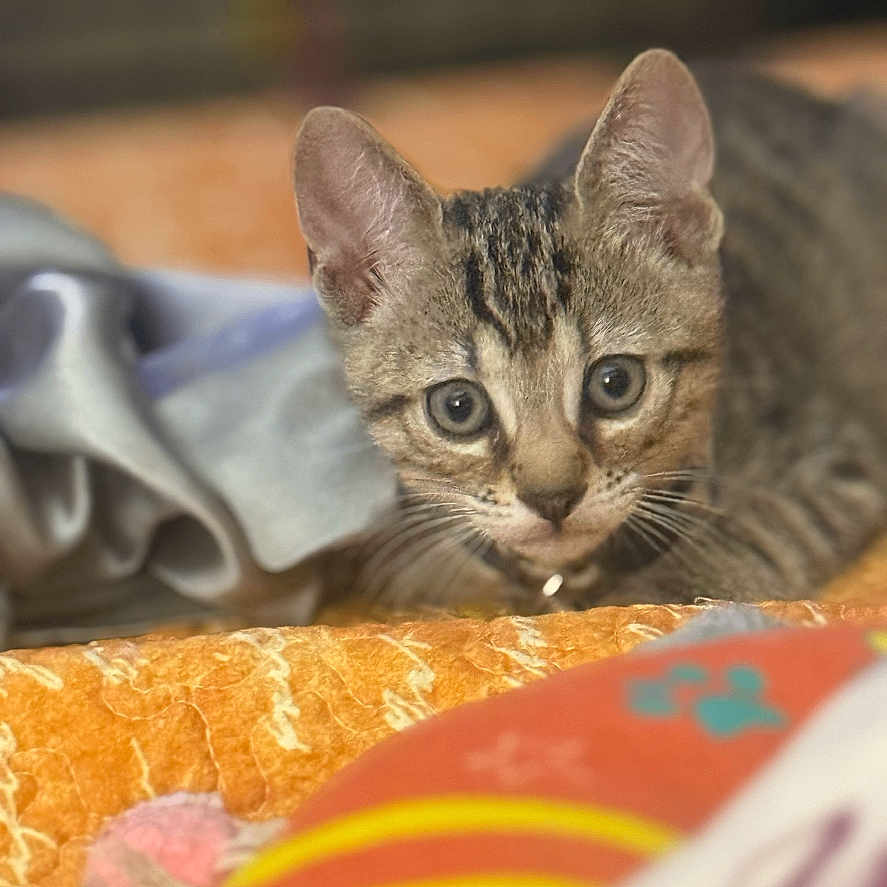 Niko Baez joined the competition — help win amazing prizes! animal, bed, blanket, cat, closeup, curious, cute, ears, eyes, feline, focus, fur, indoor, kitten, pet, playful, soft, tabby, whiskers, young