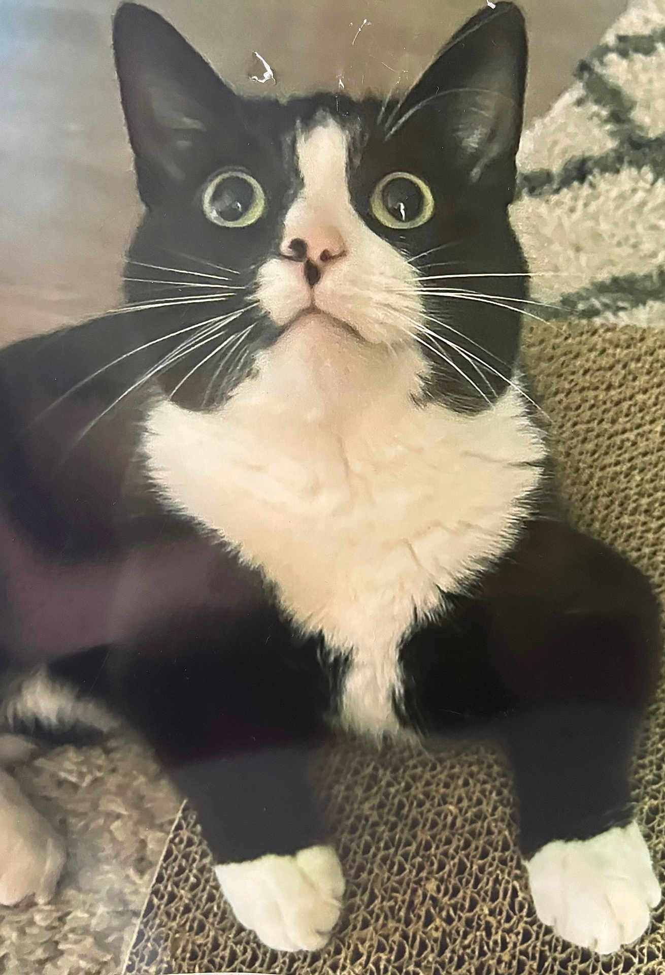 Milo