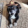 adorable, animal, black_and_white, brown_eyes, carpet, cowboy_hat, cute, dog, expression, fur, hat, home, indoor, lying_down, paw, pet, relaxed, small_dog, snout, whiskers