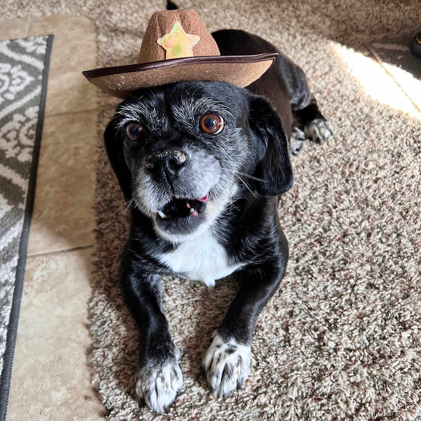 Ozzy joined the competition — help win amazing prizes! adorable, animal, black_and_white, brown_eyes, carpet, cowboy_hat, cute, dog, expression, fur, hat, home, indoor, lying_down, paw, pet, relaxed, small_dog, snout, whiskers