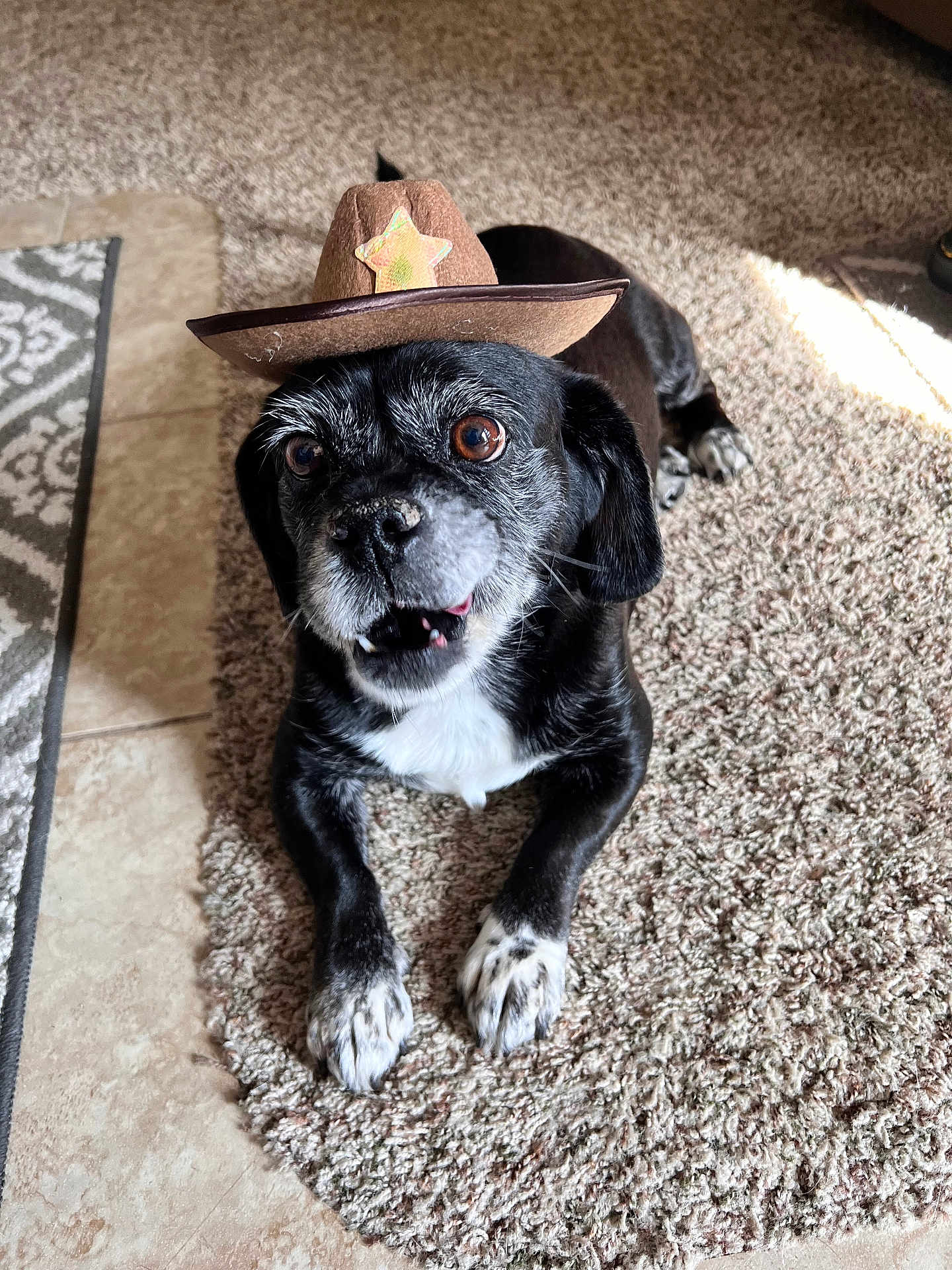 Ozzy joined the competition — help win amazing prizes! dog, black_and_white, cowboy_hat, hat, carpet, paw, indoor, pet, animal, cute, expression, brown_eyes, snout, fur, relaxed, lying_down, whiskers, small_dog, home, adorable