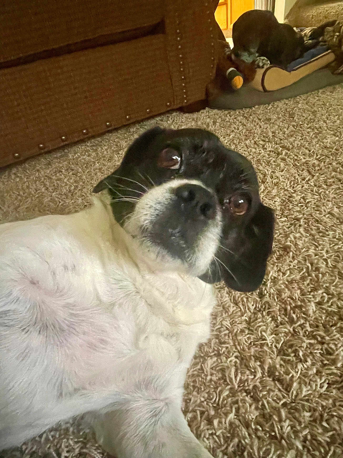 Murphy