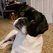 Murphy joined the competition — help win amazing prizes! dog, black_and_white, pet, indoor, carpet, floor, curious, head_tilt, brown_eyes, close_up, domestic, animal, furniture, door, home, living_room, portrait, canine, cute, companion