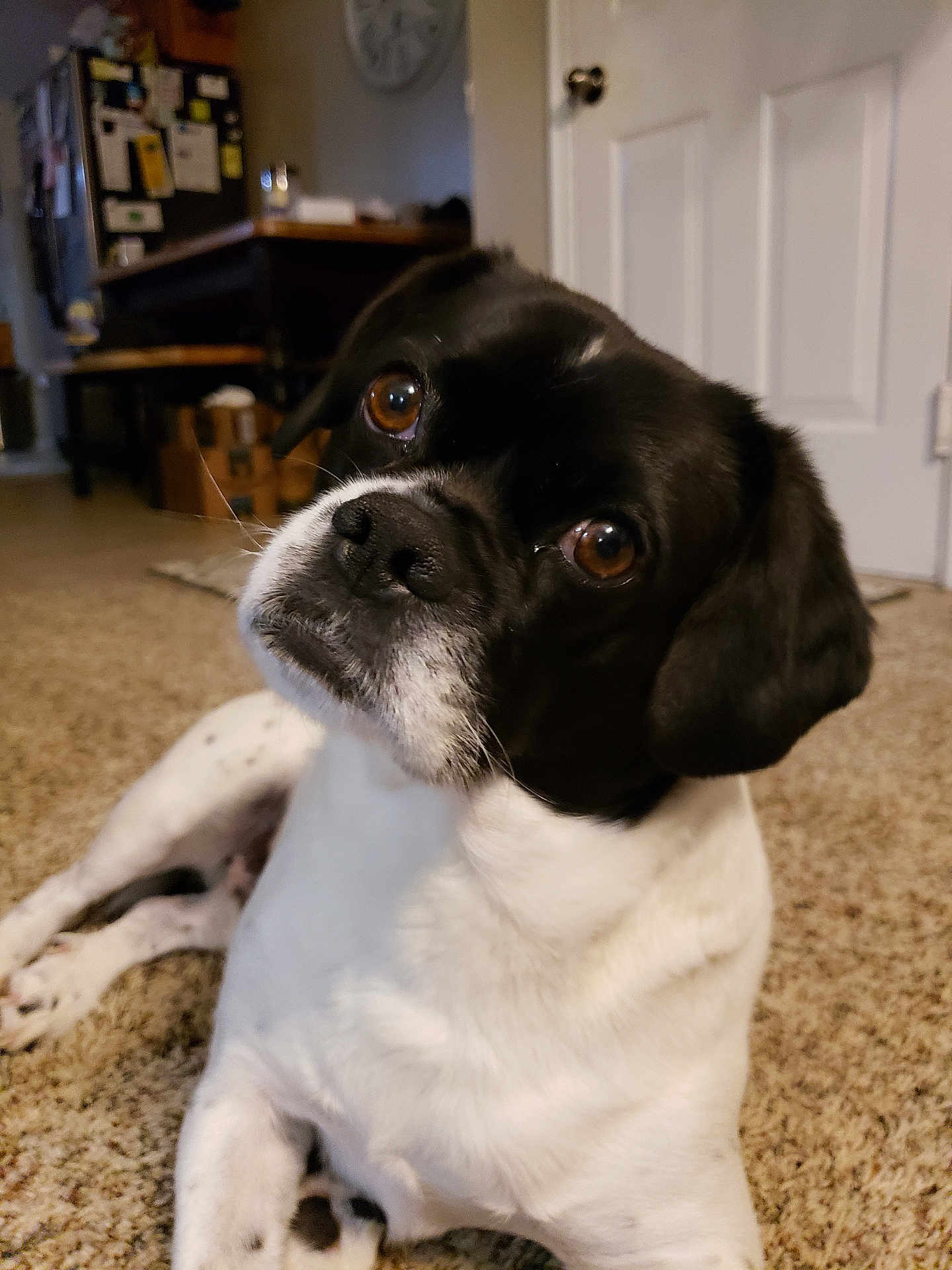 Murphy joined the competition — help win amazing prizes! dog, black_and_white, pet, indoor, carpet, floor, curious, head_tilt, brown_eyes, close_up, domestic, animal, furniture, door, home, living_room, portrait, canine, cute, companion