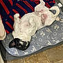 Murphy is registered to the contest to win money with this photo: dog, black_and_white, lying_down, upside_down, bed, blanket, elephant_pattern, tile_floor, indoor, pet, cute, playful, fur, canine, resting, looking_up, cozy, animal, paw, ears