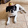 Murphy joined the competition — help win amazing prizes! dog, black_and_white, cowboy_hat, hat, pet, indoor, tile_floor, lying_down, animal, cute, small_dog, paw, fur, looking_at_camera, domestic_animal, brown_hat, adorable, face, ears, whiskers