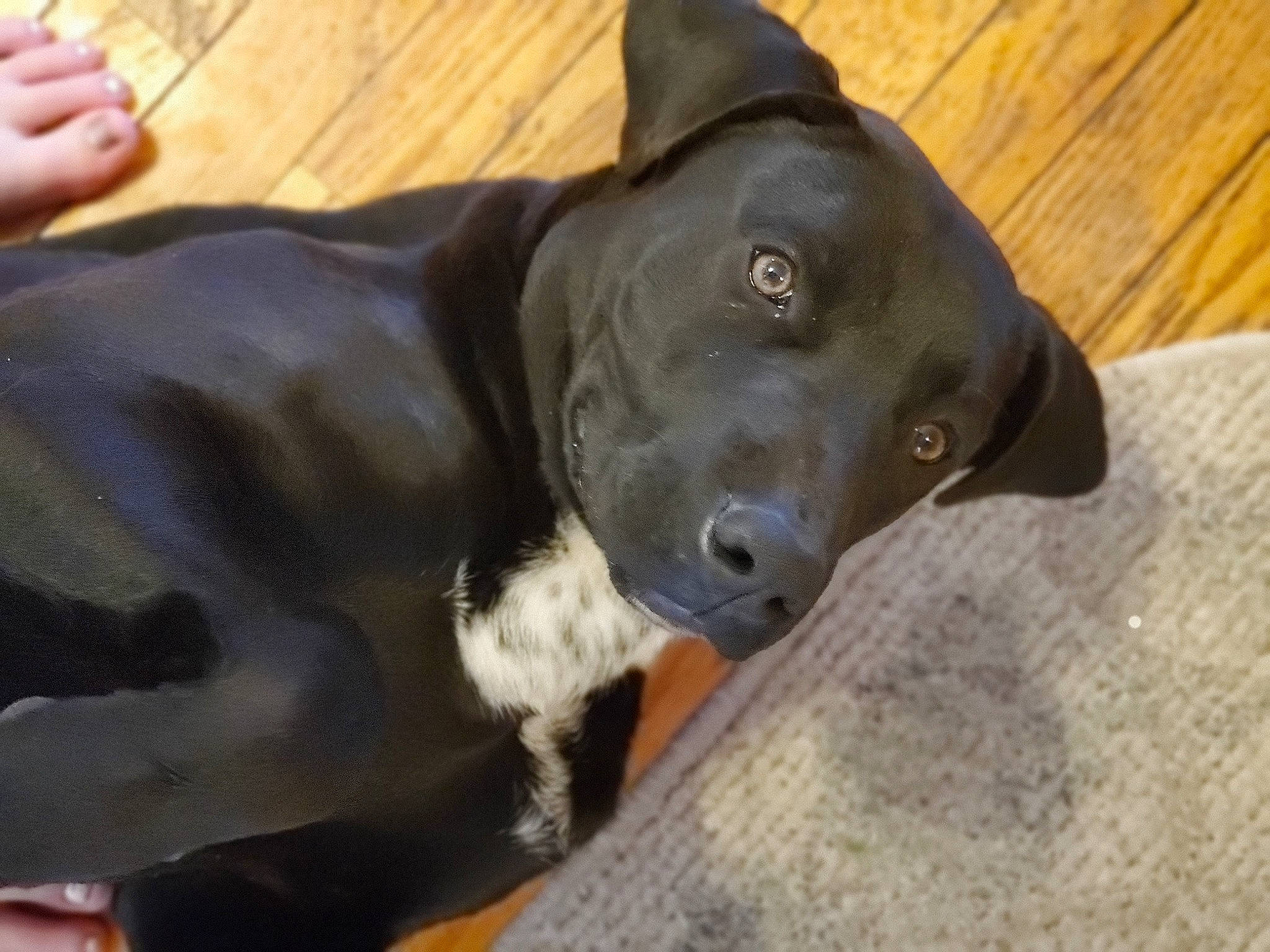 Ray joined the competition — help win amazing prizes! american_pit_bull_terrier, canidae, carnivore, dog, dog_breed, ear, fawn, great_dane, mammal, non_sporting_group, pointer, snout, sporting_group, vertebrate, weimaraner