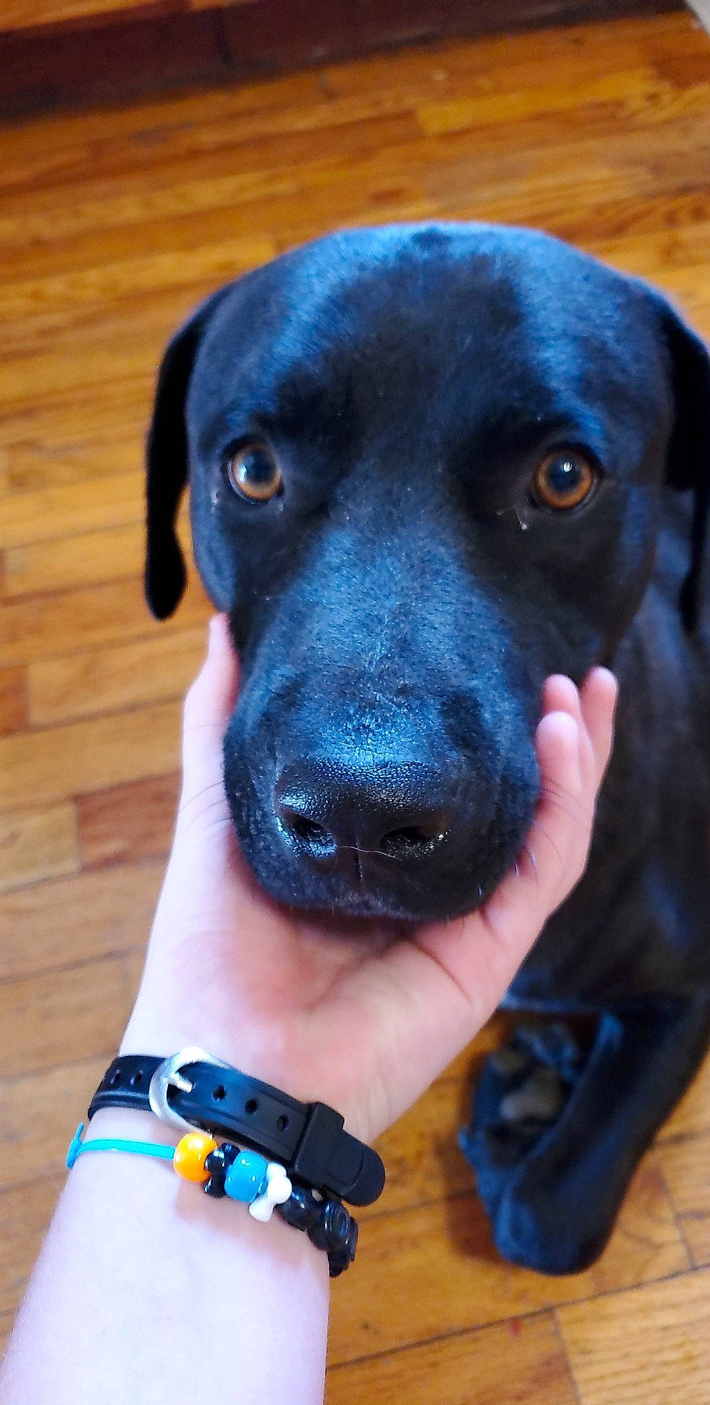 Ray joined the competition — help win amazing prizes! beagador, blue_lacy, borador, canidae, carnivore, collar, dog, dog_breed, dog_collar, fawn, hunting_dog, labrador_retriever, nose, patterdale_terrier, puppy, rare_breed_dog, retriever, snout, sporting_group, whiskers