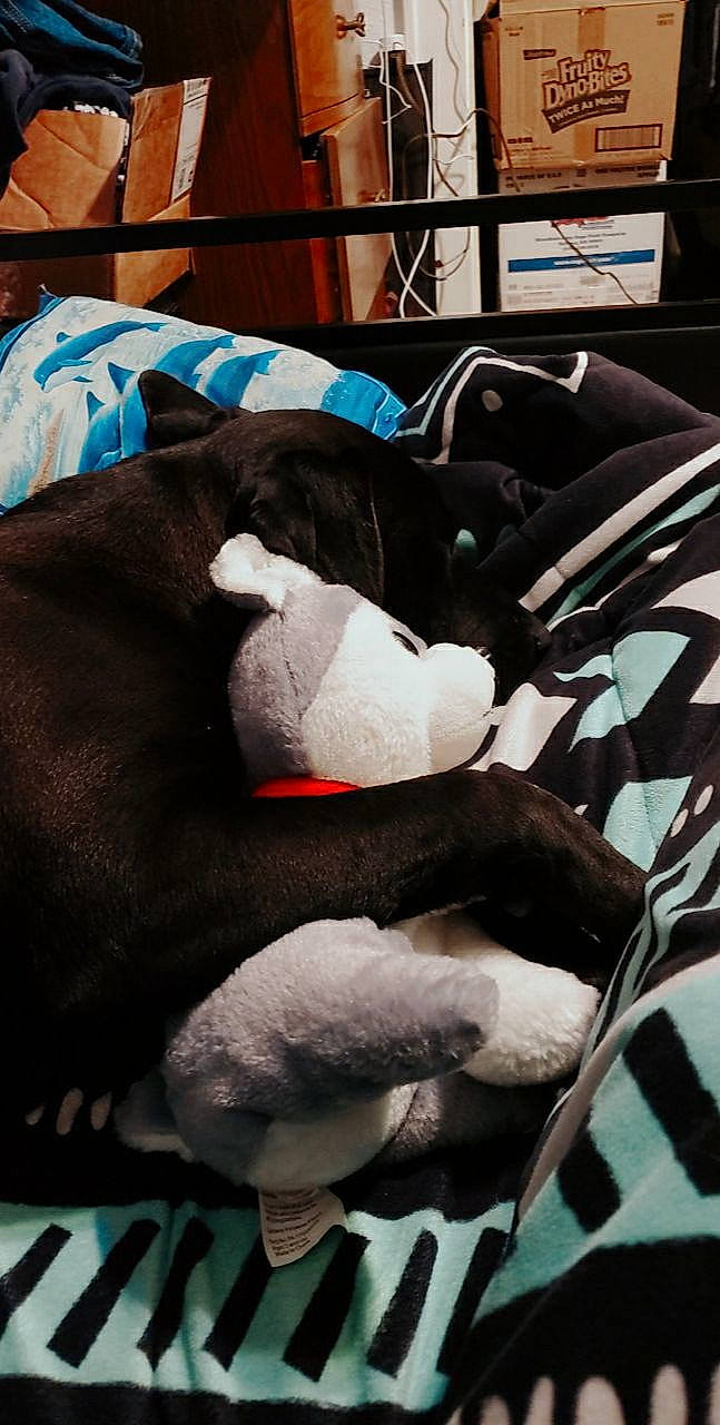 Ray is registered to the contest to win money with this photo: boston_terrier, canidae, nap, non_sporting_group, sleep, snout, sporting_group