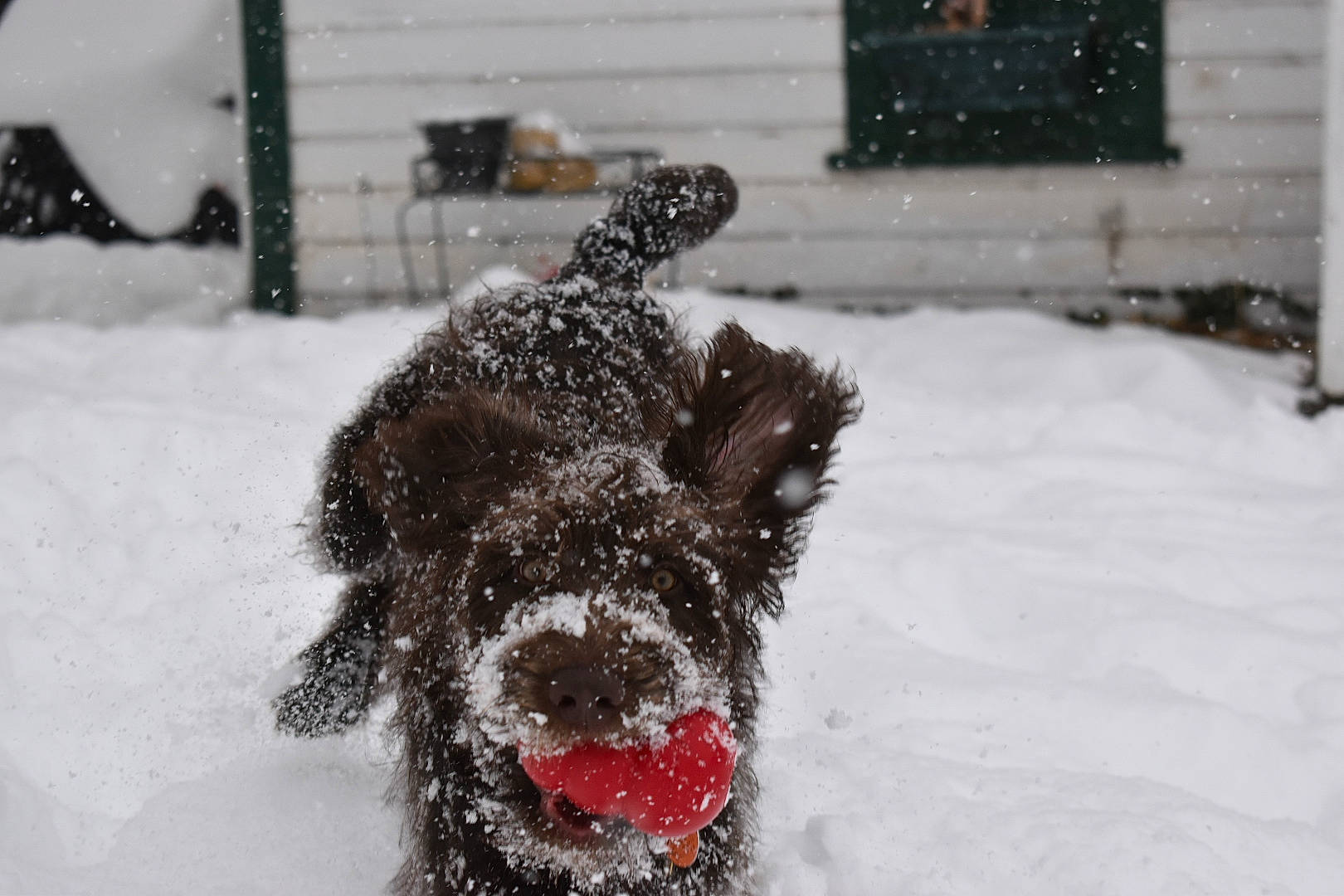 Fin joined the competition — help win amazing prizes! canidae, carnivore, companion_dog, dog, dog_breed, dog_collar, dog_supply, event, freezing, fur, pet_supply, precipitation, snout, snow, sporting_group, terrier, toy_dog, water_dog, winter, working_animal