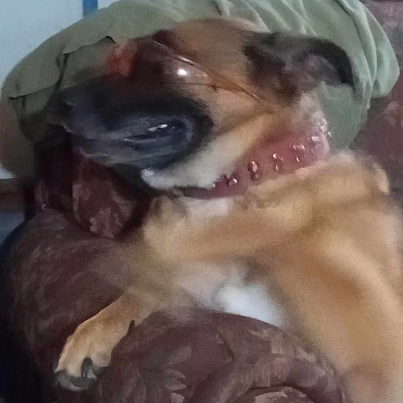 Letti