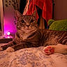 Finley is registered to the contest to win money with this photo: cat, tabby, paw, bed, blanket, flower_pattern, indoor, lamp, purple_light, collar, bell, plush_pillow, furniture, cozy, relaxed, pet, whiskers, pink_paw, curious, animal