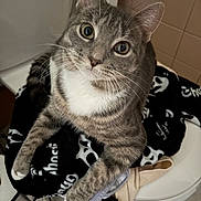 Finley joined the competition — help win amazing prizes! cat, tabby, indoor, curious, wide_eyes, clothing, toilet, bathroom, tile_floor, white_chest, black_blanket, sitting, pet, animal, fur, whiskers, ears, closeup, looking_up, cute