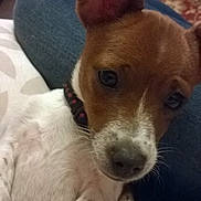 Gunner Jackamo Luigi Brown is registered to the contest to win money with this photo: carnivoran, corgi_chihuahua, dog, dog_breed, dog_breed_group, dog_crossbreeds, dog_like_mammal, feist, jack_russell_terrier, miniature_fox_terrier, rat_terrier, russell_terrier, snout, teddy_roosevelt_terrier, tenterfield_terrier, toy_fox_terrier