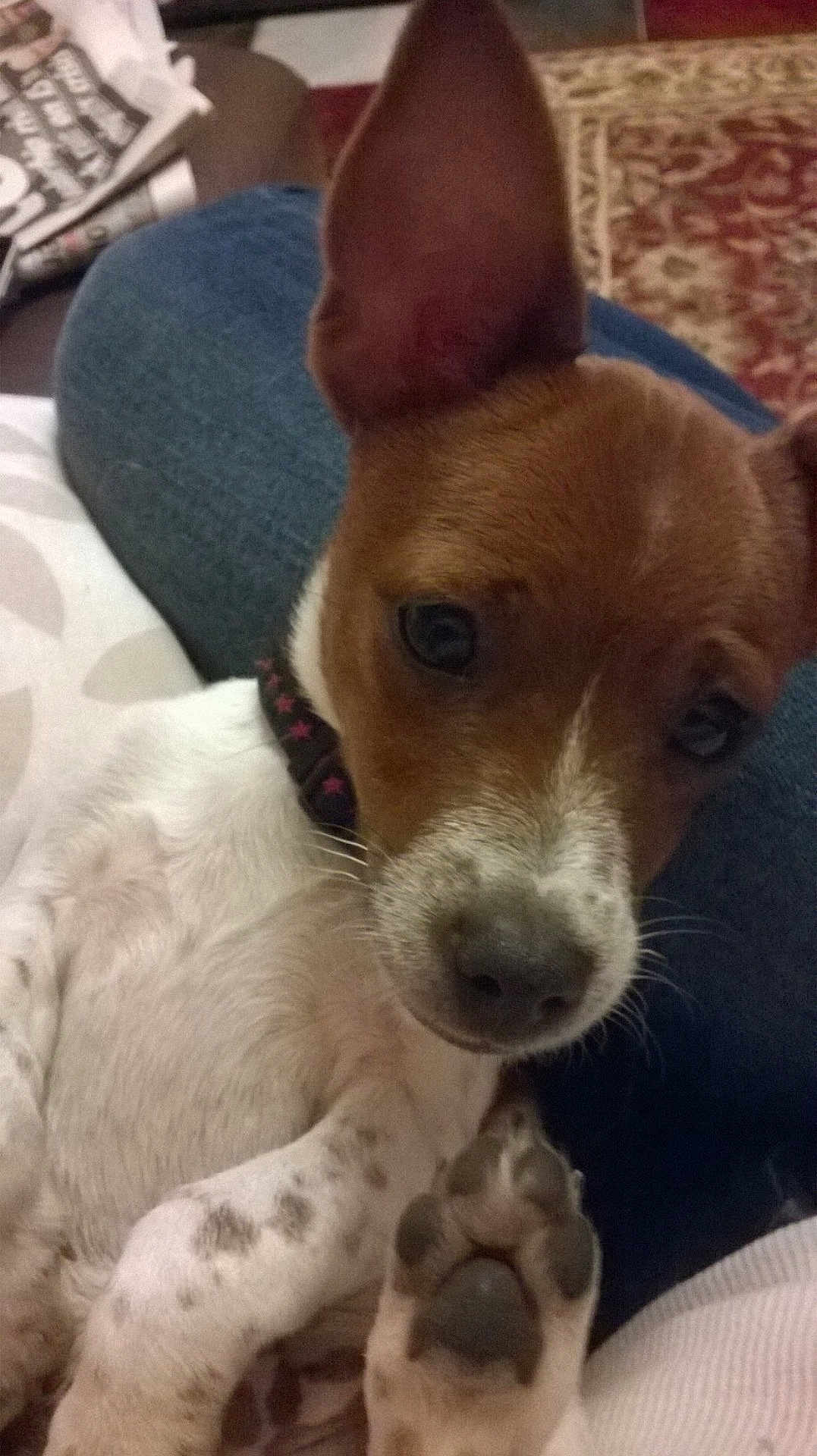 Gunner Jackamo Luigi Brown
