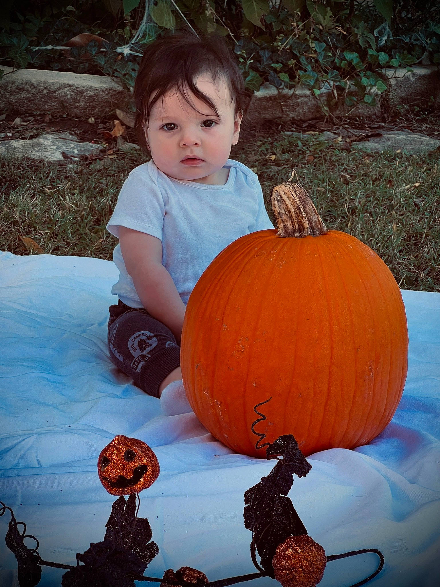 Pablo is registered to the contest to win money with this photo: botany, calabaza, cucurbita, eye, gourd, grass, head, human_body, leaf, natural_foods, nature, orange, people_in_nature, person, plant, pumpkin, squash, tree, vegetable, winter_squash