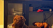 Bowser joined the competition — help win amazing prizes! dog, pet, brown_dog, living_room, indoor, lying_down, relaxed, collar, dog_tag, couch, carpet, fireplace, houseplant, flowers, fan, toy_car, tiger_cushion, furniture, warm_lighting, home_decor