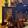 dog, pet, brown_dog, living_room, indoor, lying_down, relaxed, collar, dog_tag, couch, carpet, fireplace, houseplant, flowers, fan, toy_car, tiger_cushion, furniture, warm_lighting, home_decor