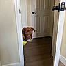 Bowser is registered to the contest to win money with this photo: dog, brown_dog, pet, animal, canine, face, portrait, peeking, doorway, door, indoors, hallway, home, floor, wood_floor, door_frame, collar, yellow_clothing, curious, looking_at_camera