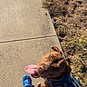 dog, brown_dog, pet, tongue, panting, harness, sidewalk, concrete, grass, outdoor, sunlight, portrait, looking_up, happy, playful, leash, blue_clog, human_leg, shadow, close_up