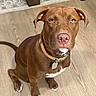 Bowser joined the competition — help win amazing prizes! dog, brown_dog, sitting, portrait, indoors, wood_floor, collar, dog_tag, floppy_ears, pink_nose, white_chest, white_paws, short_fur, pet, canine, looking_at_camera, headshot, home, rug, chair_legs