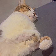 Sasuké participe au concours pour gagner de l'argent avec cette photo : cat, sleeping, cozy, fur, paws, couch, indoor, relaxed, pet, animal, whiskers, resting, cute, feline, domestic, tabby, white, brown, curled, nap