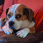Odie joined the competition — help win amazing prizes! animal, background, brown_and_white, canine, close_up, companion, cozy, cushion, dog, ears, fur, home, indoors, looking_away, paws, pet, portrait, relaxed, resting, snout