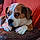 Odie