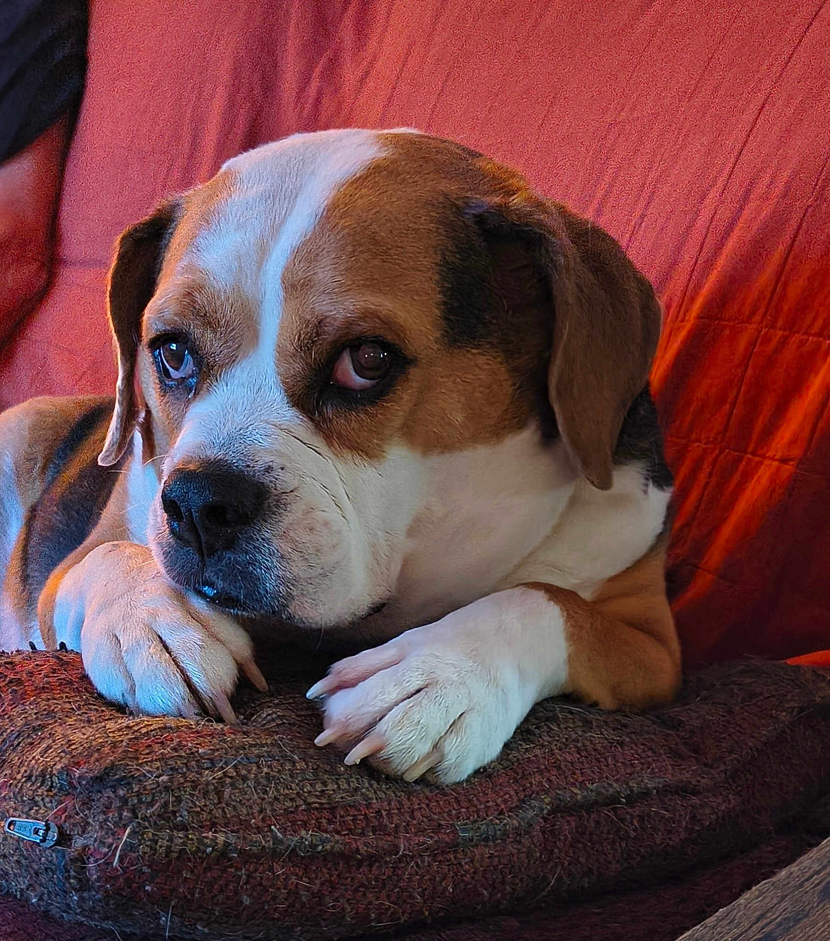Odie
