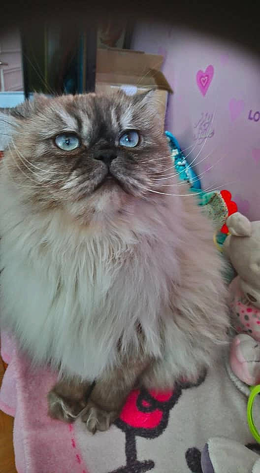 Loustik a rejoint le concours — aidez-le/la à gagner de superbes lots ! asian, asian_semi_longhair, british_longhair, british_semi_longhair, carnivore, cat, domestic_long_haired_cat, eye, fawn, felidae, fur, himalayan, kitten, mammal, napoleon_cat, norwegian_forest_cat, persian, small_to_medium_sized_cats, vertebrate, whiskers