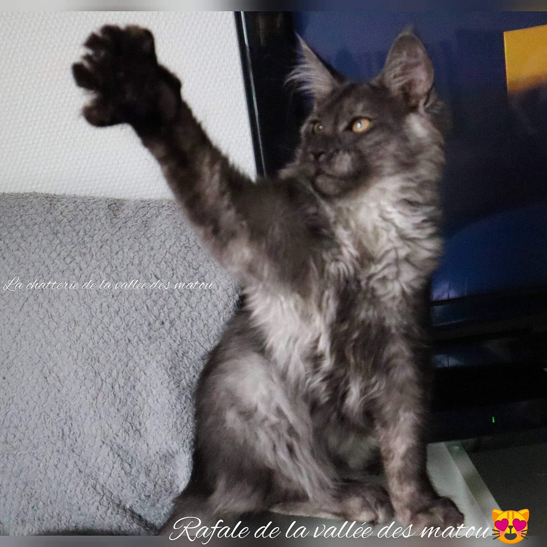 Rafale De La Vallée Des Matou