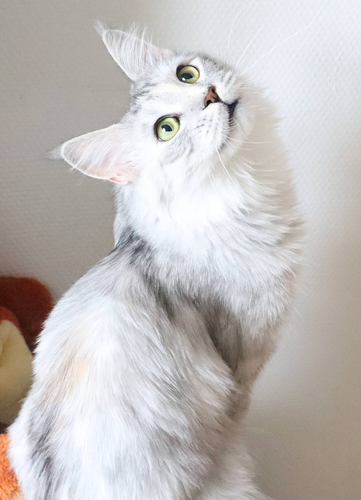 Olga Les Saphir Du Laost